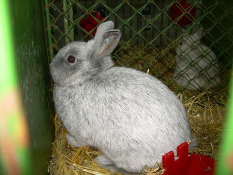 Kis ezüst (rövid fülű, ezüstös szörű)